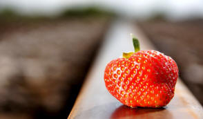 Licensed plant nursery growing raspberries strawberries blackberries currants
