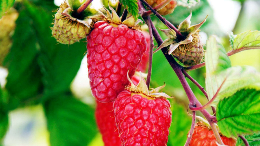 Licensed plant nursery growing raspberries strawberries blackberries currants 02