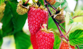 Licensed plant nursery growing raspberries strawberries blackberries currants